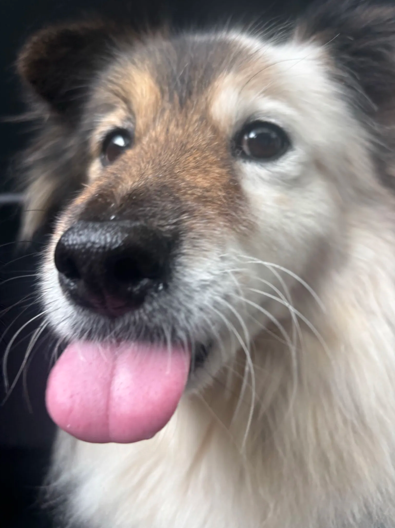 A close-up of a dog with its tongue out