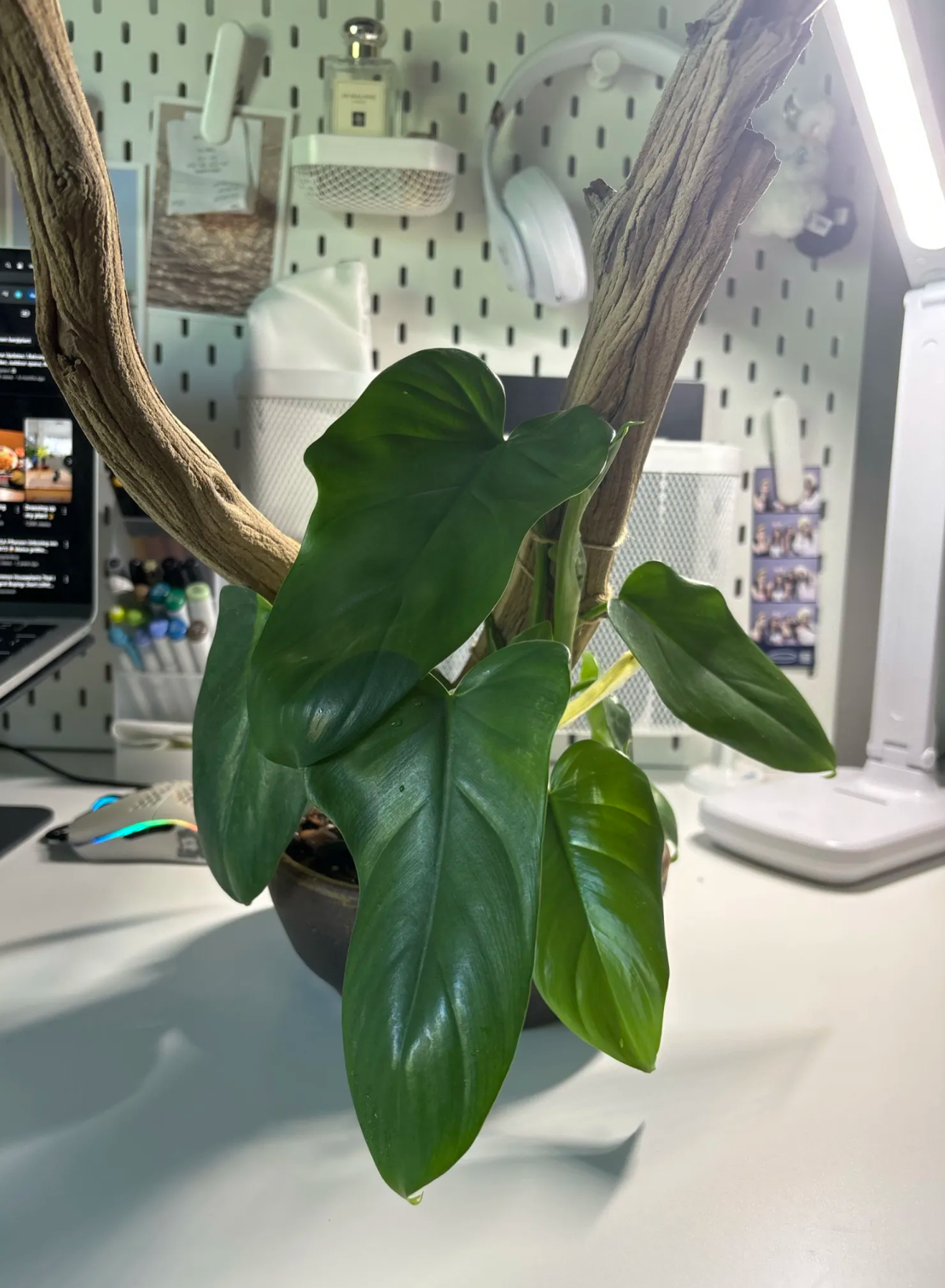 A philodendron leaning across a wooden pegboard desk setup
